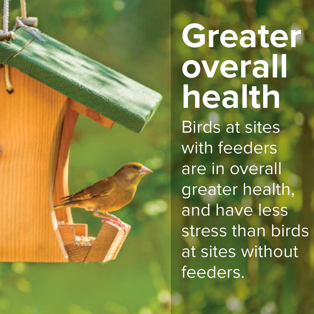 20 Pound Shell-Free Wild Bird Seed Mix O4294