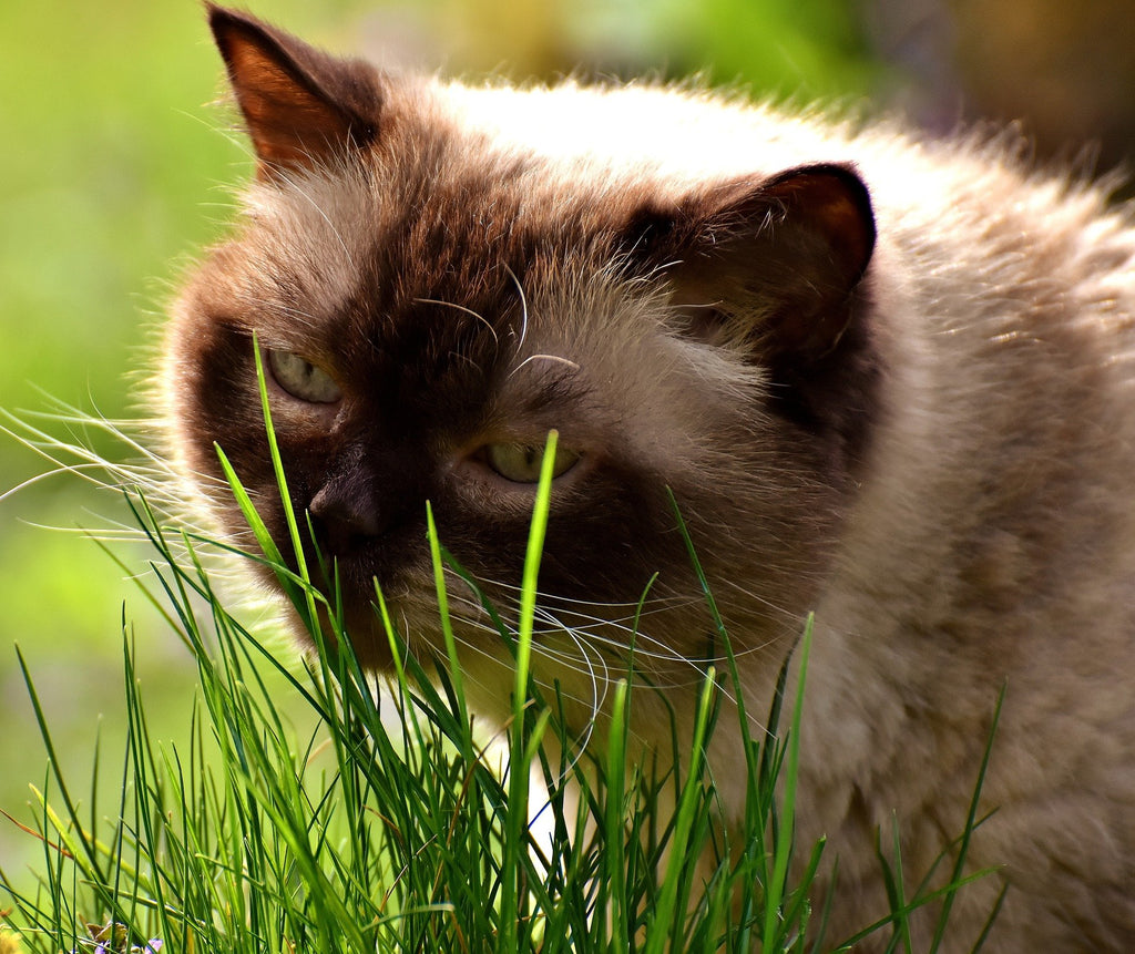 100% Organic Cat Grass Seed Mix, 4 Ounce P4696