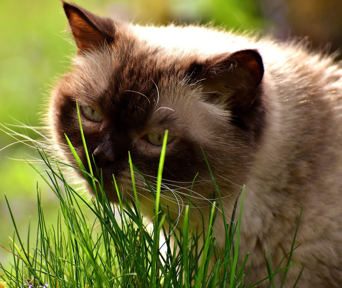 100% Organic Cat Grass Seed Mix, 4 Ounce P4696